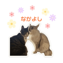 Hina_20250418194437