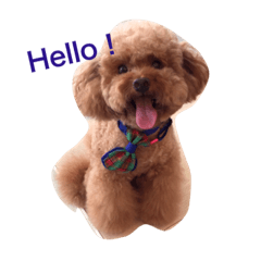 Red Poodle Junior Ouba 2