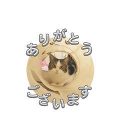 mamemochi_20250418170419