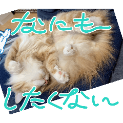 cat_yume