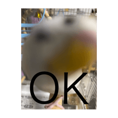kinako_20250418165626