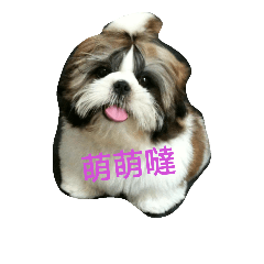 ShihTzu Puppy