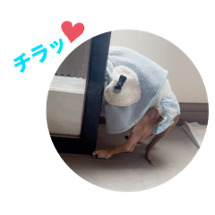 Seifran5