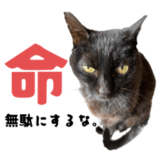 kuro_20250419040155
