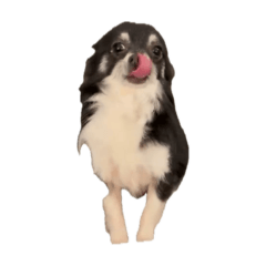 Miyadogg