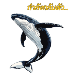 Whales like to invest.