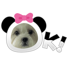 teamYUME