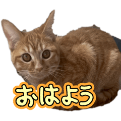 chii_20250418201357