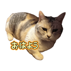 UMA_20250419004244