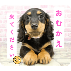 kaede_20250419010911