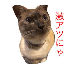 ruru_20250419063042