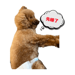 愛犬紅紅的日常