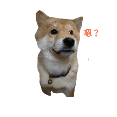 Shiba Inu DiDi