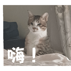 哈嚕nu嚕嚕