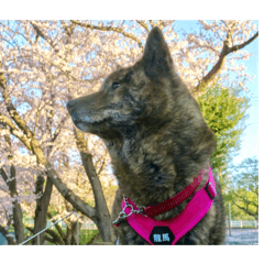 kairyouma_20250419123321