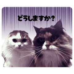 kimi_20250419141811
