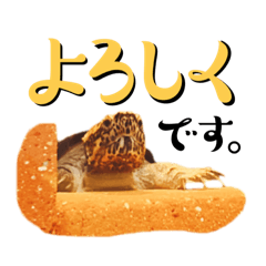 AKANE_20250419144003