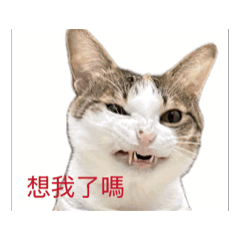 我的公主泡芺好運