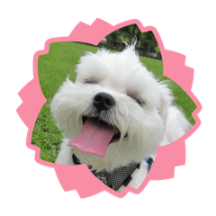 Maltese Mimo