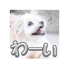 CoNyaNi