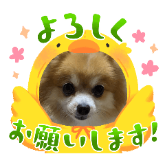 ポメラニアンイヴ５