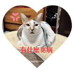 貓的你我他