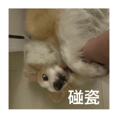 哈囉吐司小狗