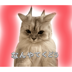 kn_20250419152926