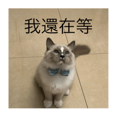 可樂喵表情包