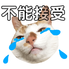 仔哥大寶寶寶寶