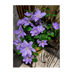 繁花似錦440915