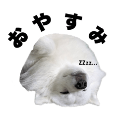 taro_20250419162802