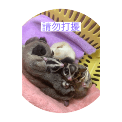 鼯家小孩