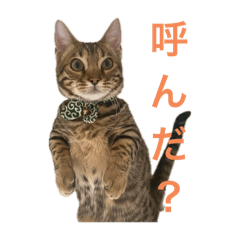 cat chikuwa