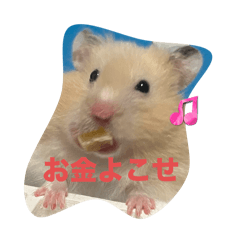 kimipote_20250419182709