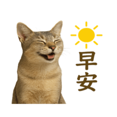 阿比貓——多多6