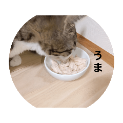 Cat House_20250420114830