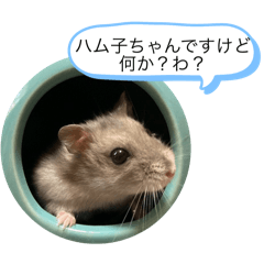 -hamuko-