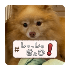 Momo_20250420121706