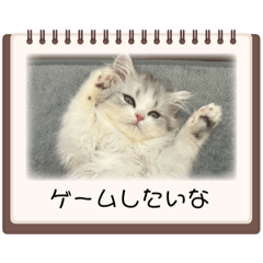 Mikan_20250420104829