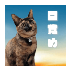 kamemi_20250420142041