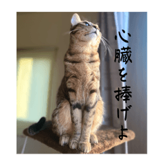 chacha_20250420123146