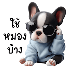 Cool French Bulldog haha