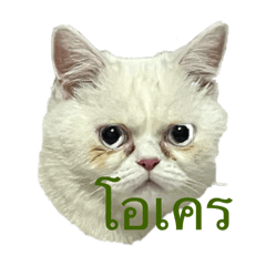 Storycat hup