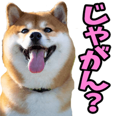 Okayama Shiba Inus