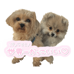 PICORIN_20250420143337