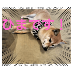 Sibainu_20250420143310