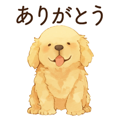 Golden Retriever(often used)