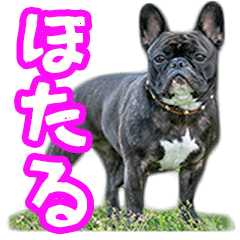 Frenchbulldog HOTARU