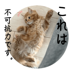 bear_20250420151622